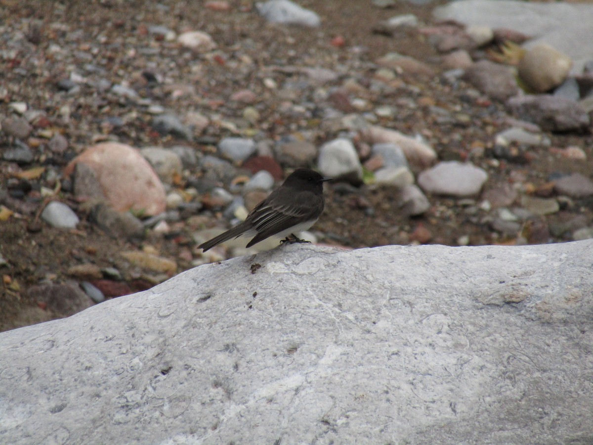 Black Phoebe - ML646098913