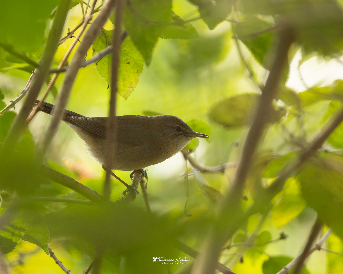 Blyth's Reed Warbler - ML646098914