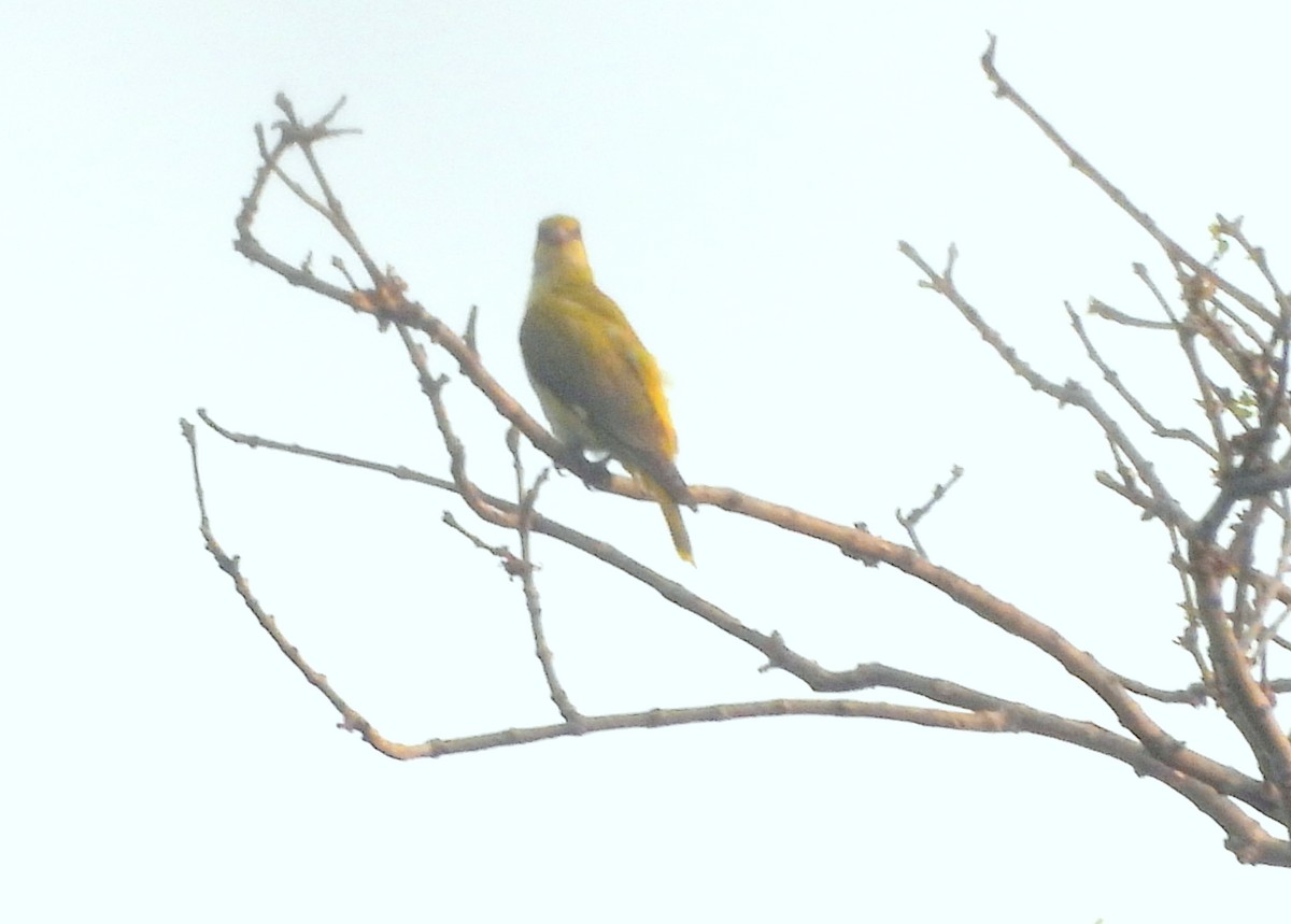 Indian Golden Oriole - ML646098916
