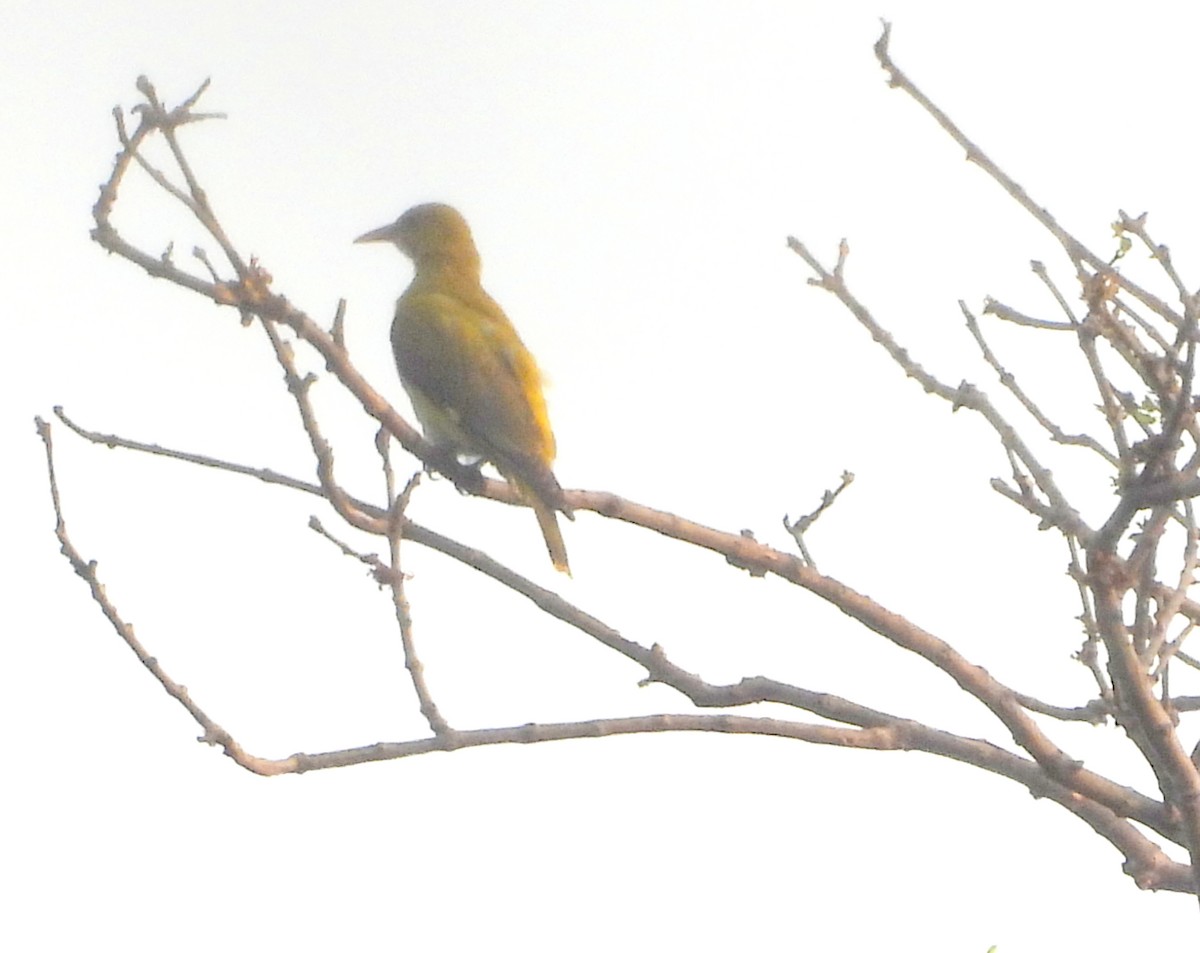 Indian Golden Oriole - ML646098917