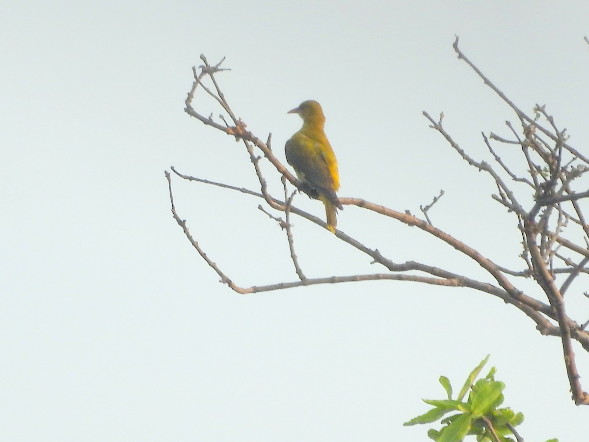 Indian Golden Oriole - ML646098918