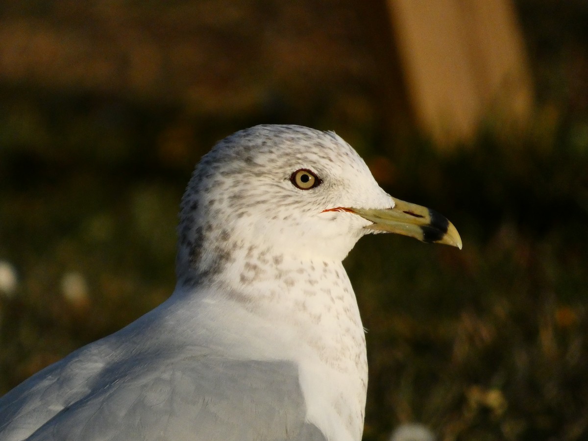 Ring-billed Gull - ML646098919