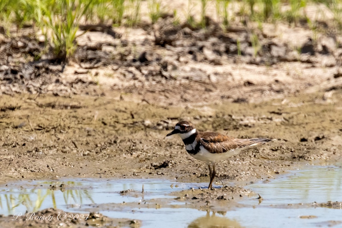 Killdeer - ML646098920