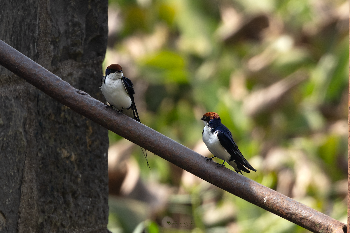 Wire-tailed Swallow - ML646098921