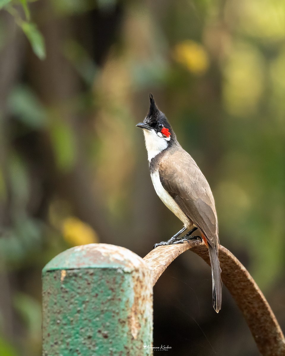 Red-whiskered Bulbul - ML646098922