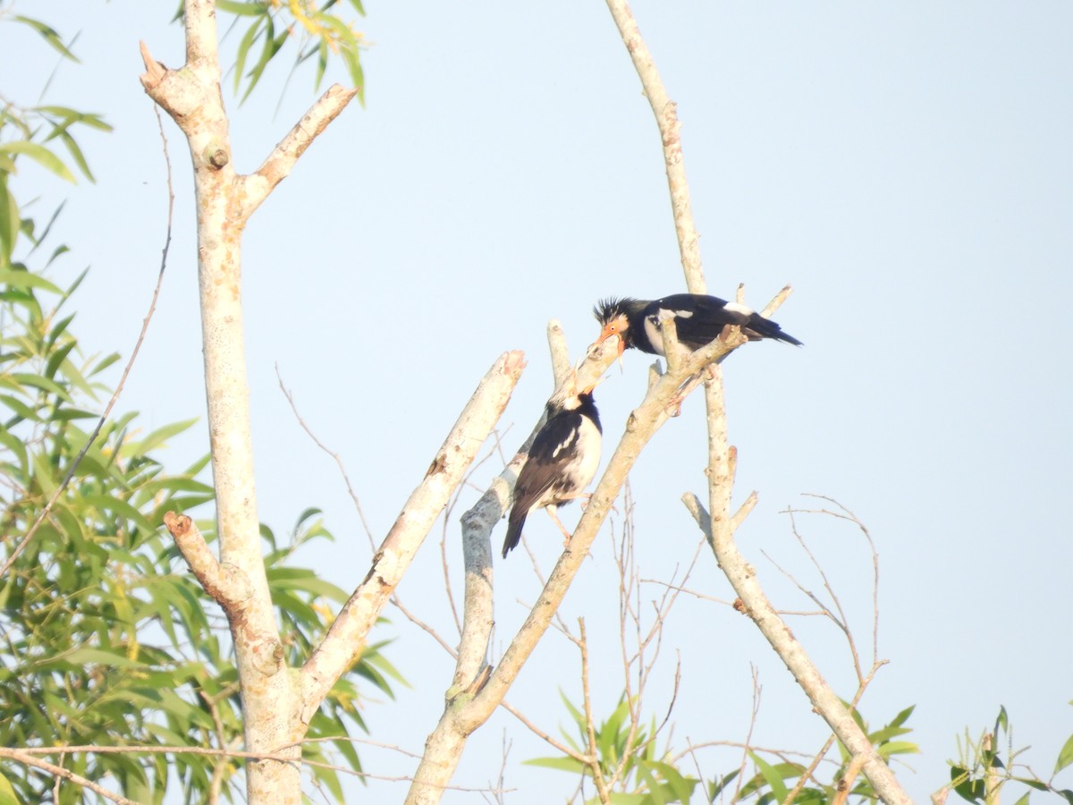 Siamese Pied Starling - ML646098923
