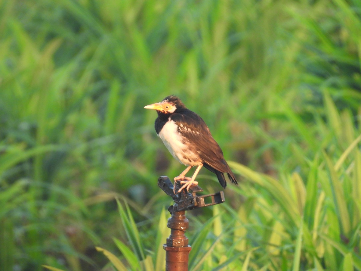 Siamese Pied Starling - ML646098924