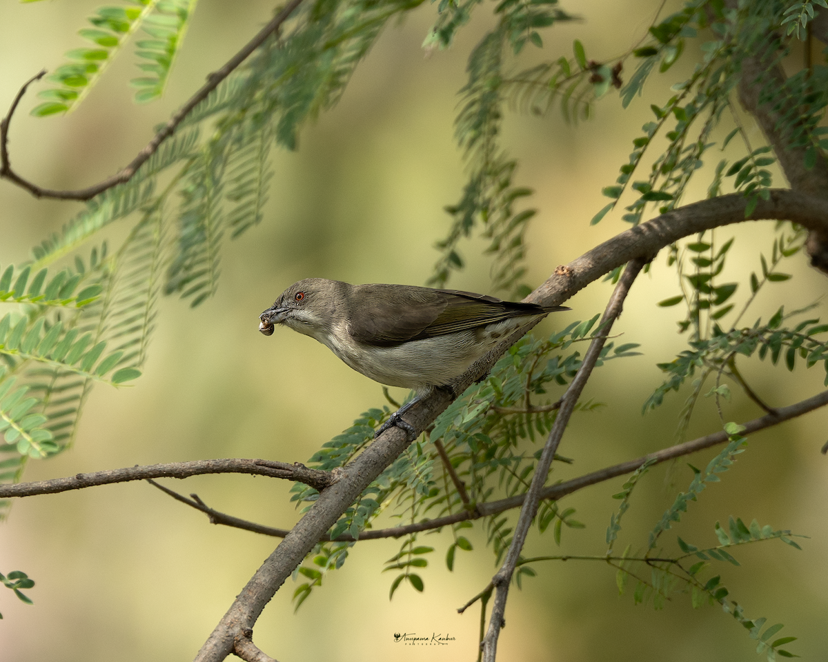 Thick-billed Flowerpecker - ML646098925