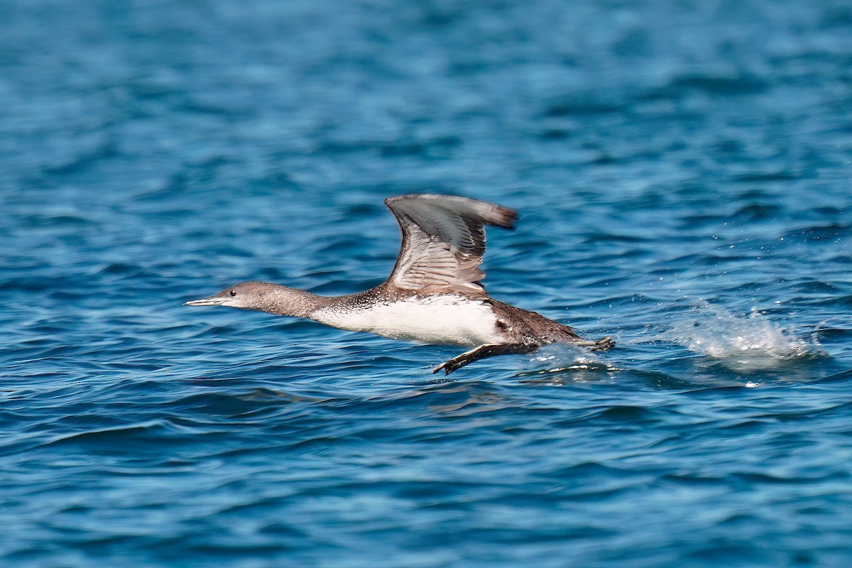 Red-throated Loon - ML646098928