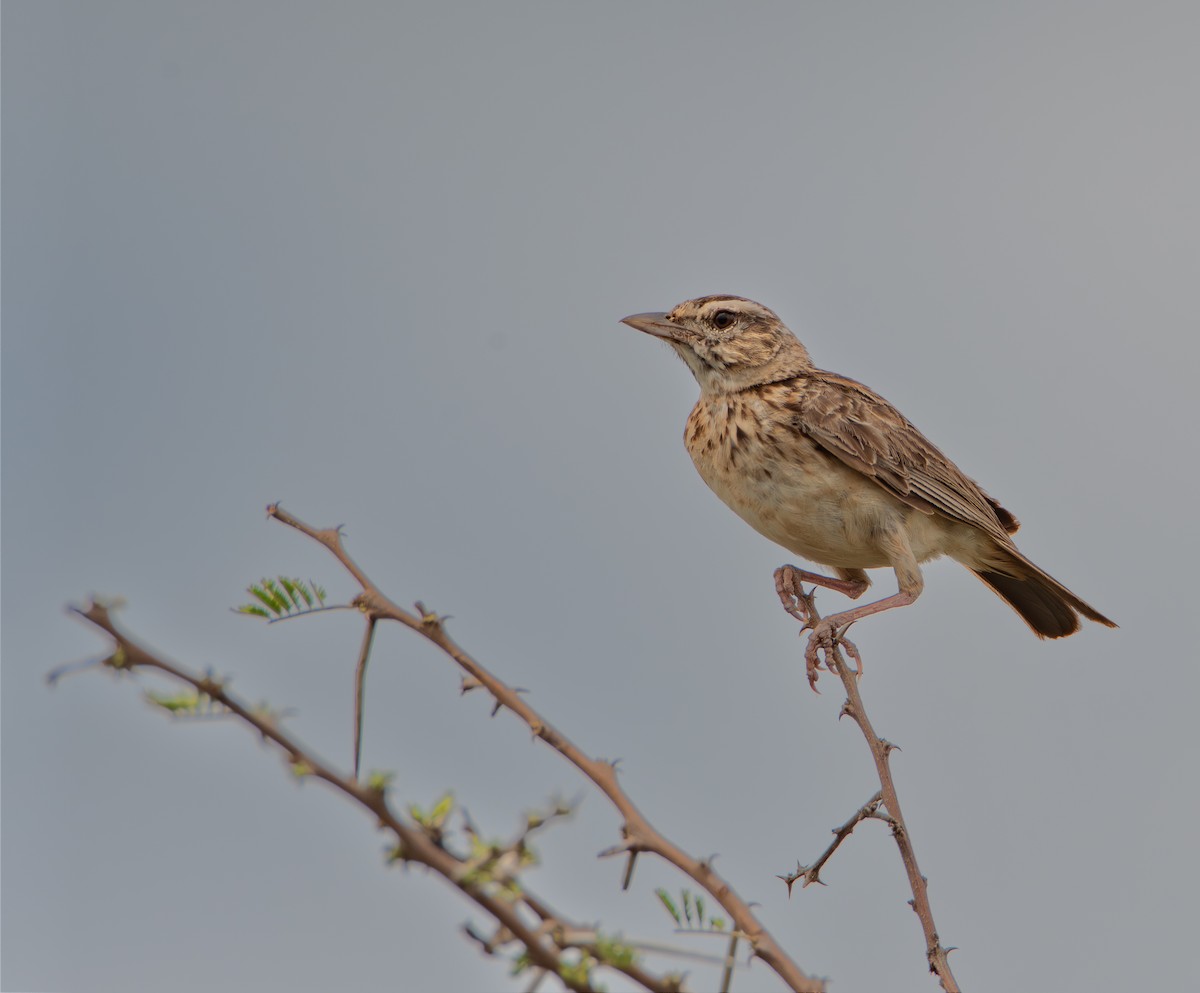 Sabota Lark - ML646098934