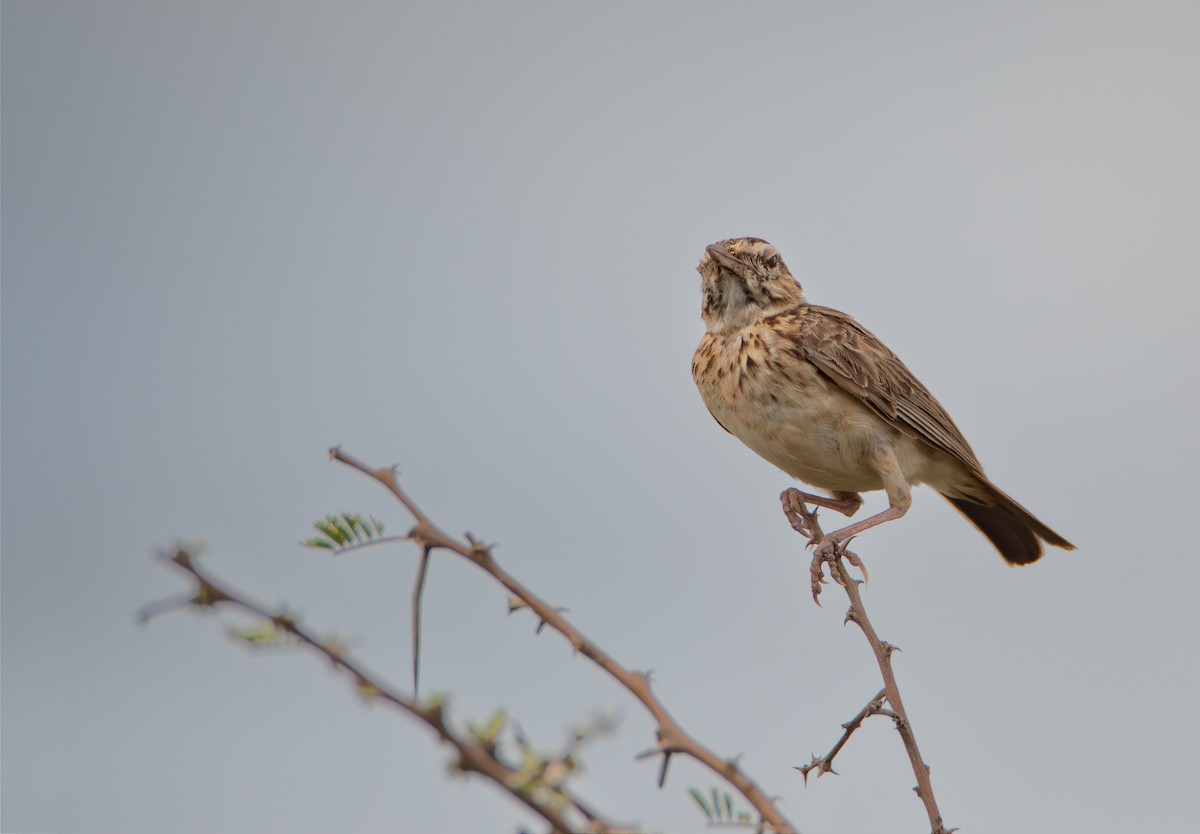 Sabota Lark - ML646098935