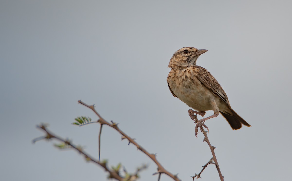 Sabota Lark - ML646098938