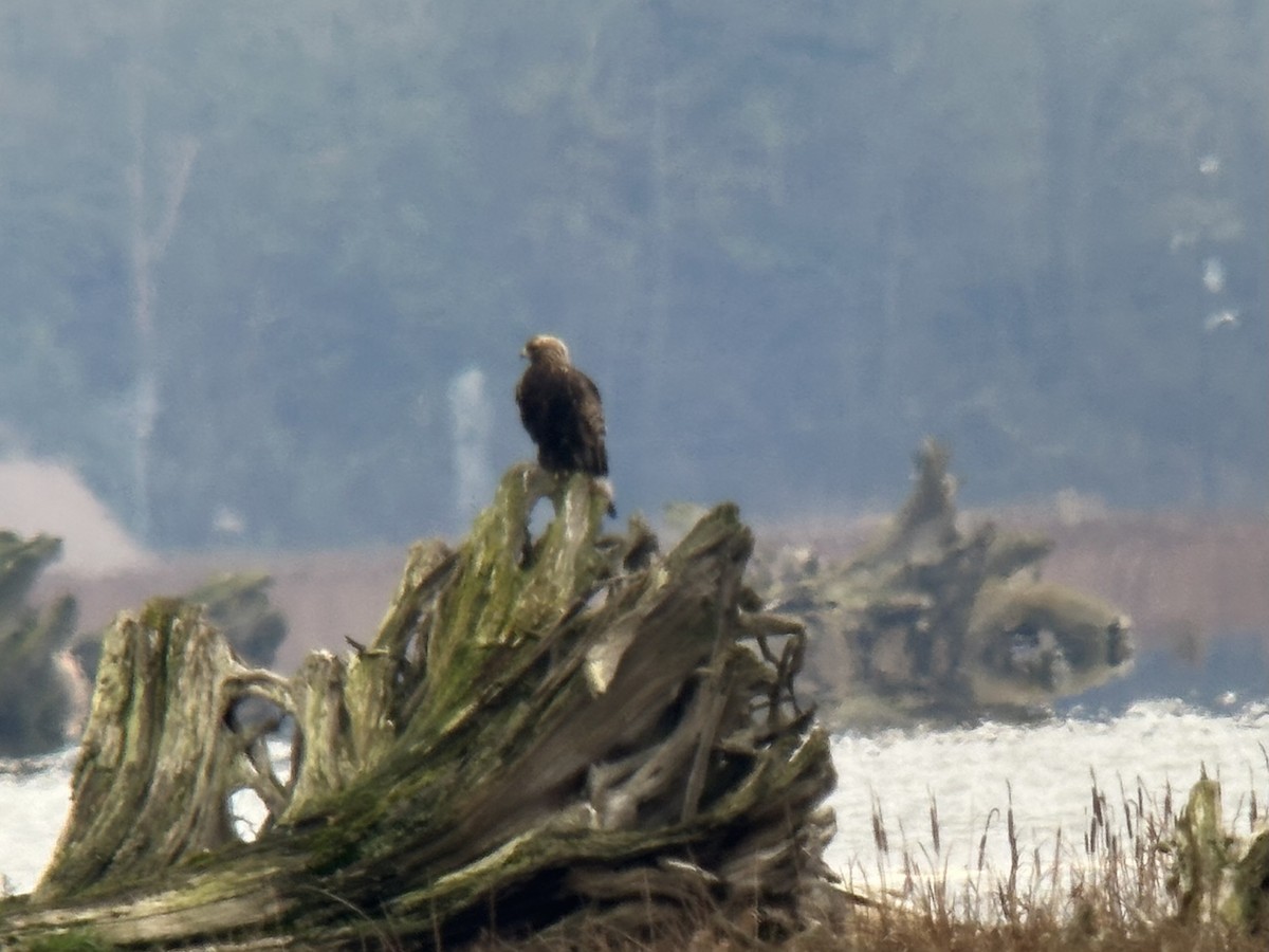 金鵰 - ML646098939