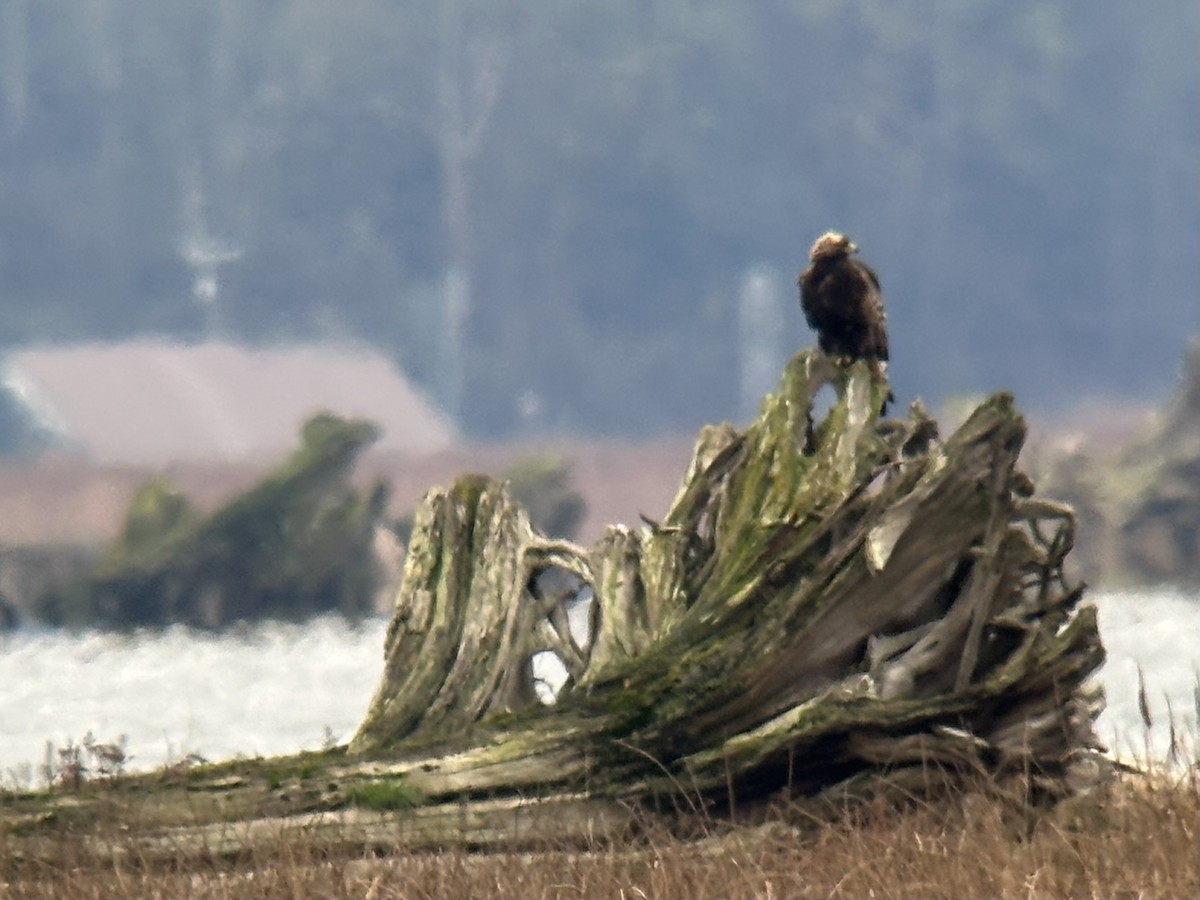 金鵰 - ML646098940