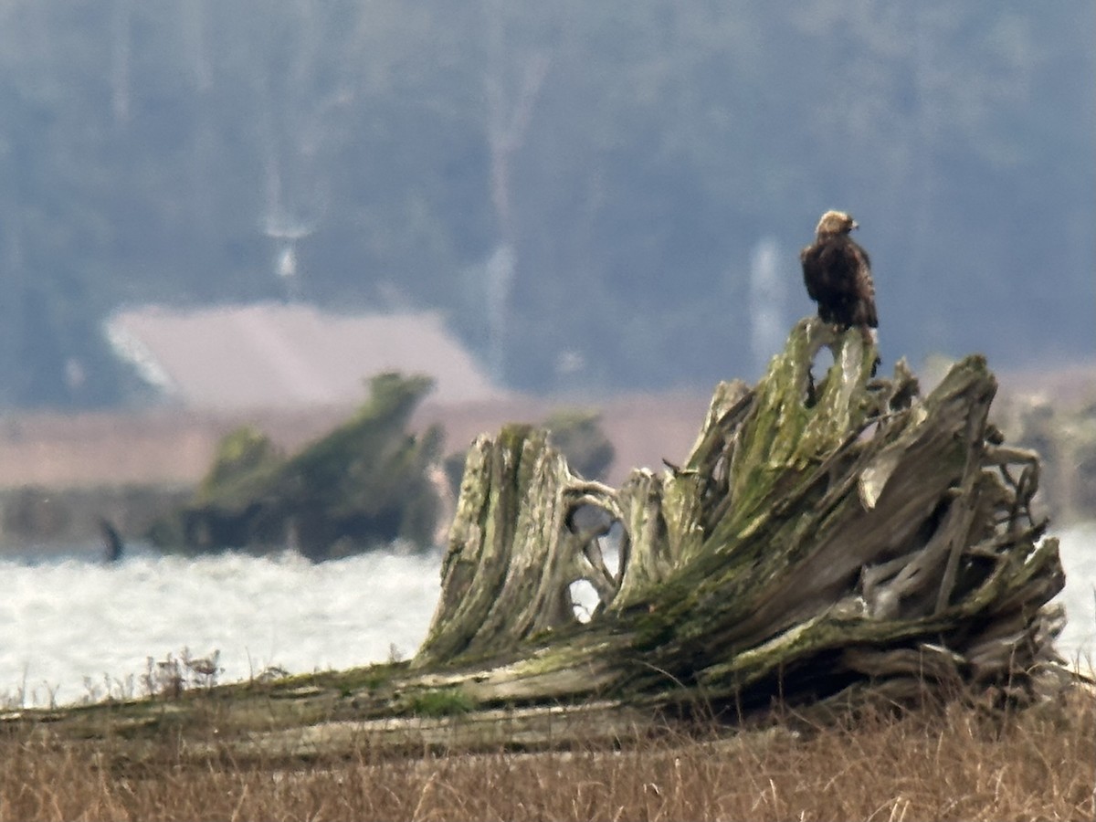 金鵰 - ML646098941