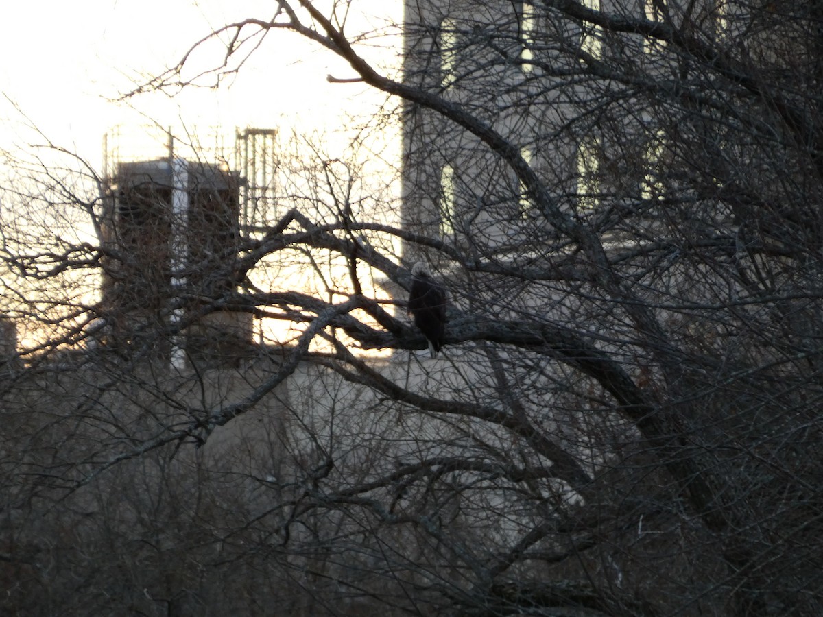 Itsas arrano buruzuria - ML646098942