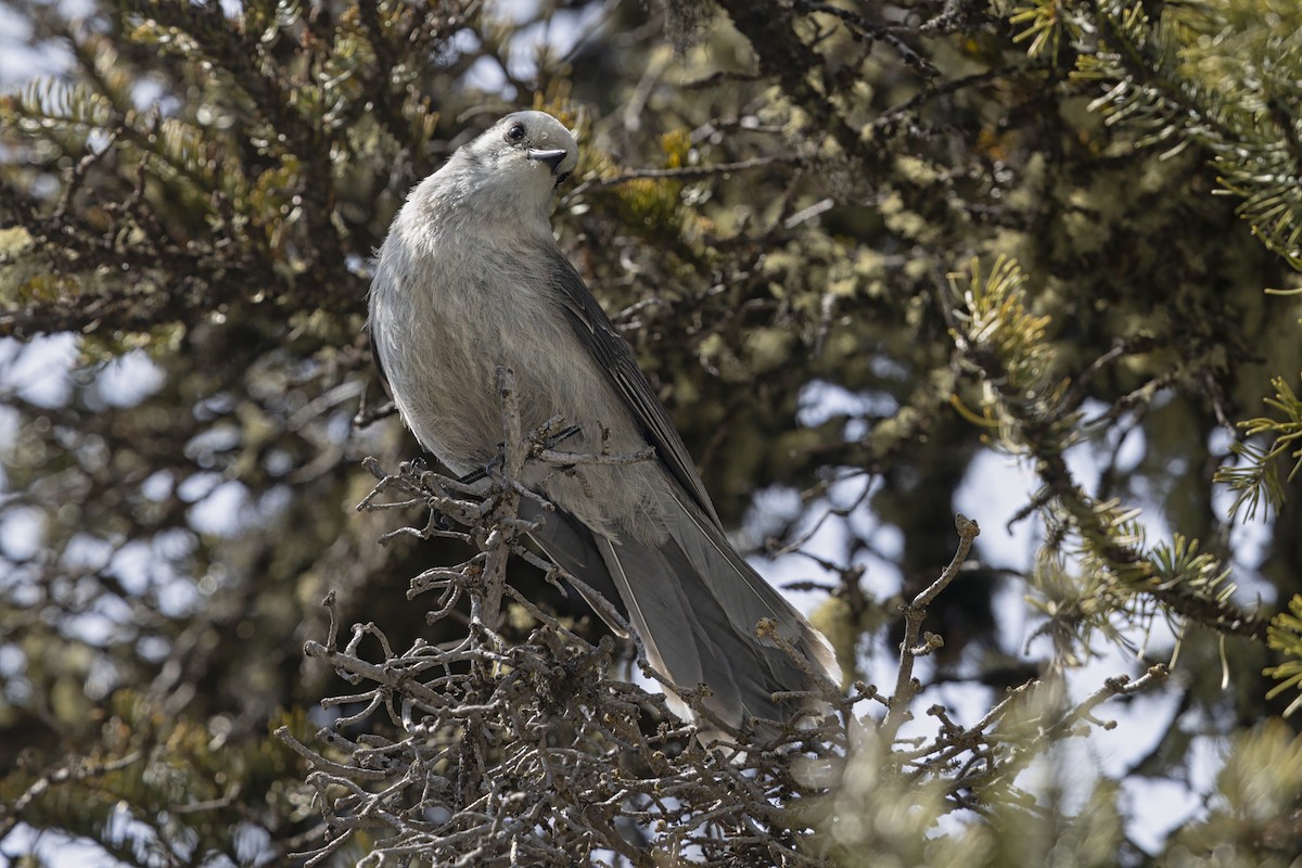 カナダカケス（capitalis／bicolor） - ML646098949