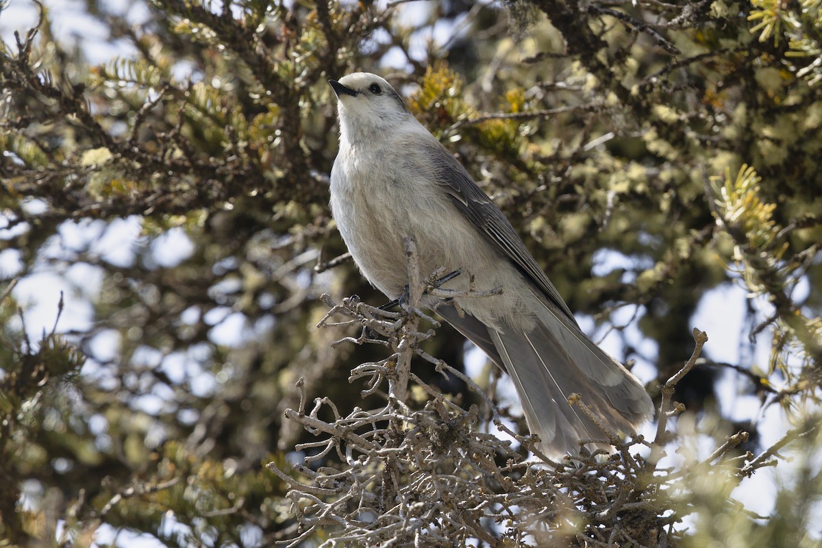 カナダカケス（capitalis／bicolor） - ML646098950