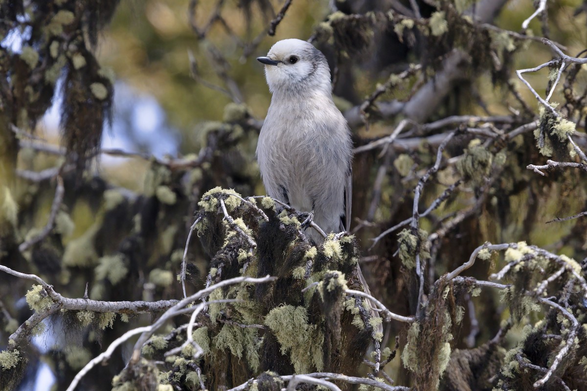 カナダカケス（capitalis／bicolor） - ML646098953