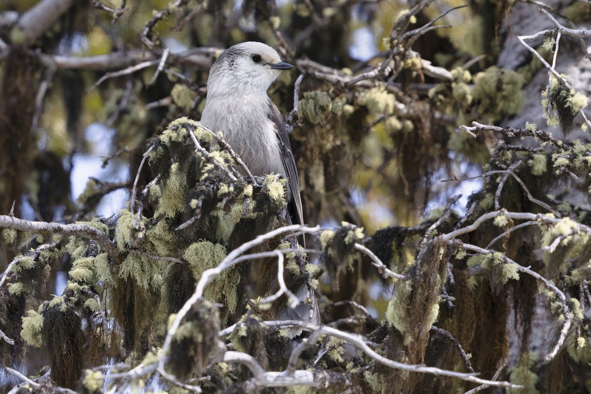 カナダカケス（capitalis／bicolor） - ML646098954