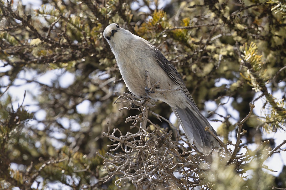 カナダカケス（capitalis／bicolor） - ML646098955