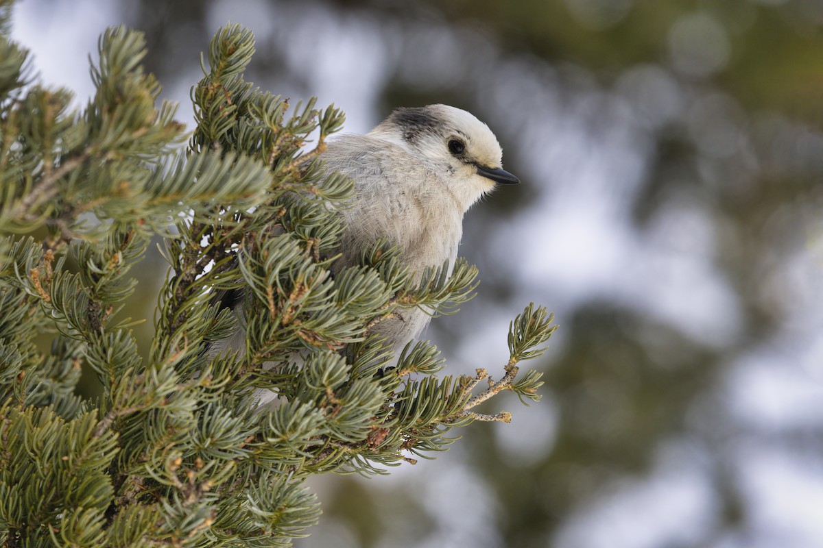 カナダカケス（capitalis／bicolor） - ML646098956