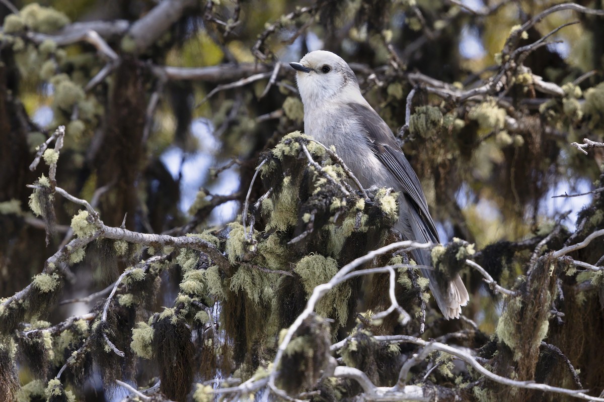 カナダカケス（capitalis／bicolor） - ML646098957