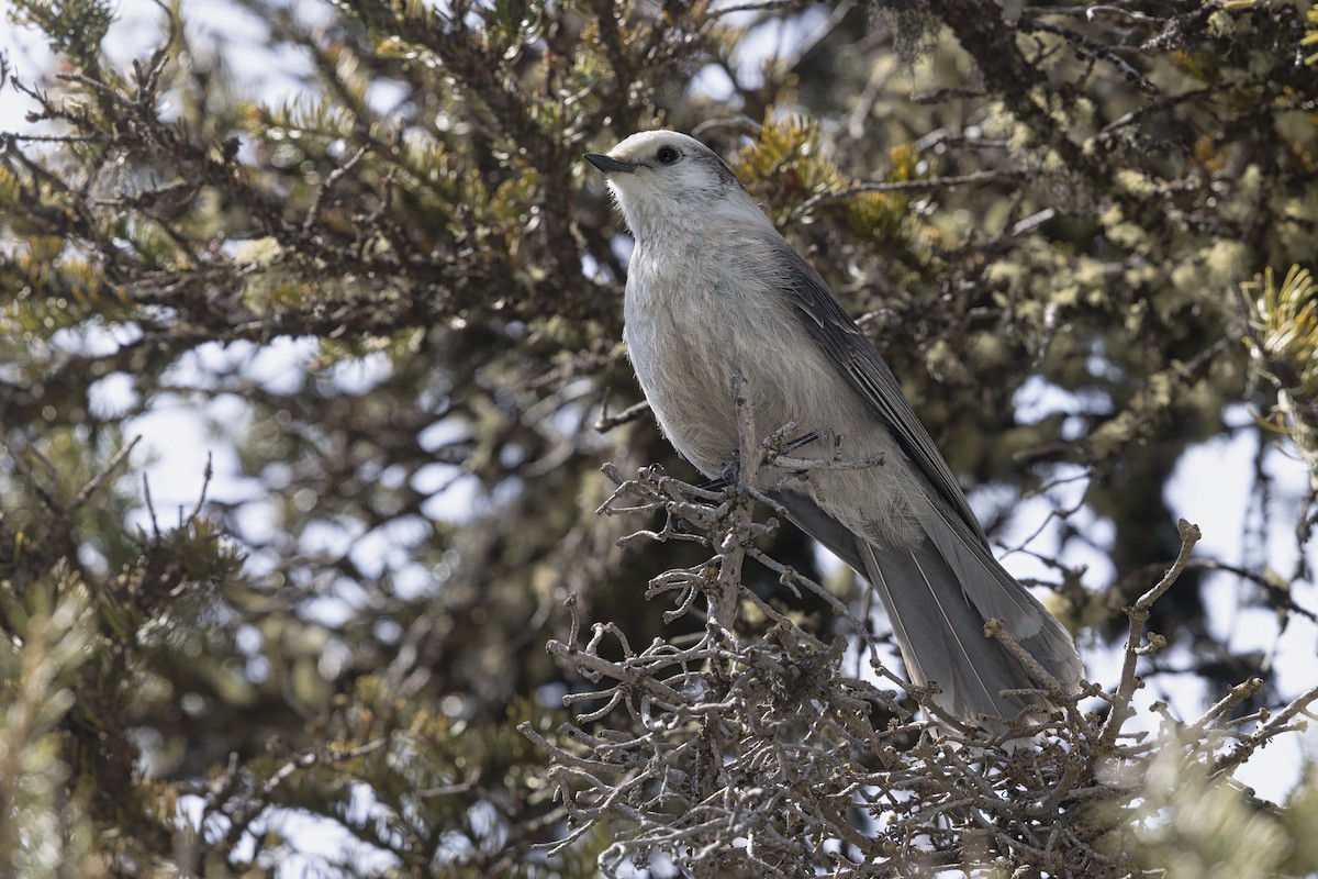 カナダカケス（capitalis／bicolor） - ML646098958