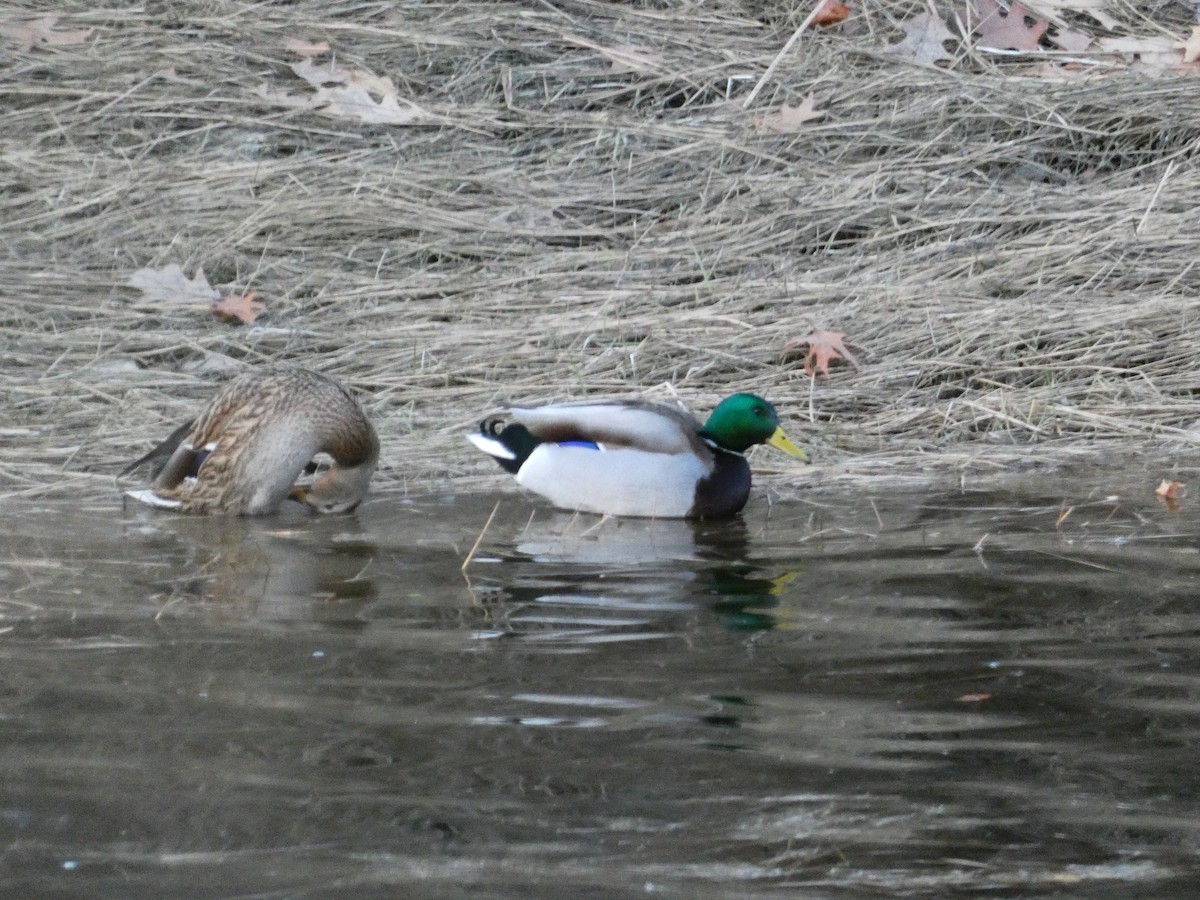 Basahatea - ML646098959