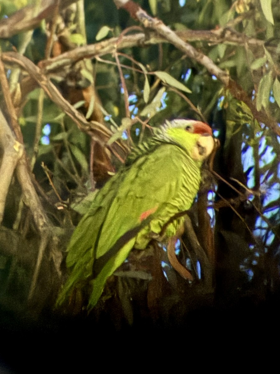 Lilac-crowned Amazon - ML646098962