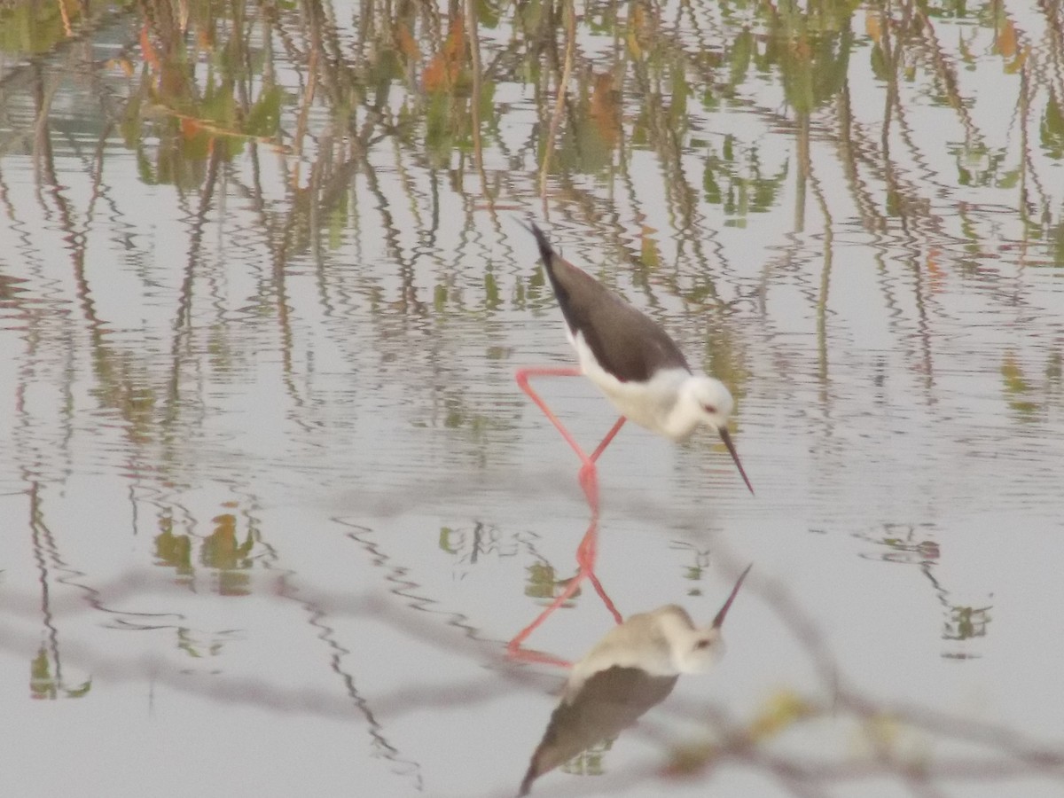 高蹺鴴 - ML646098968