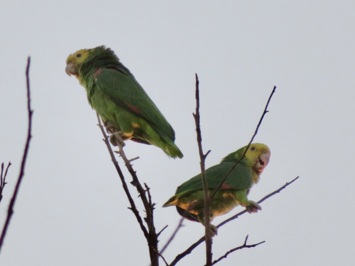 Gelbkopfamazone - ML646098969