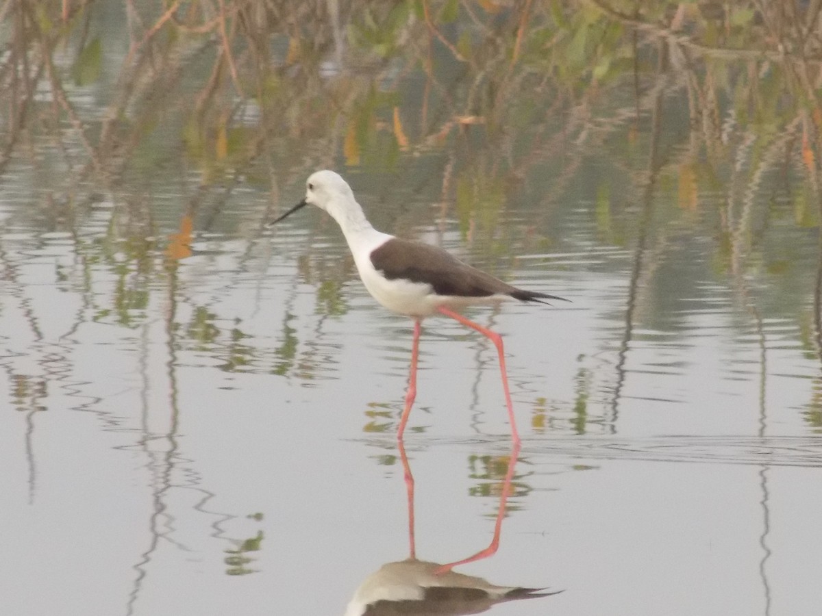 高蹺鴴 - ML646098971