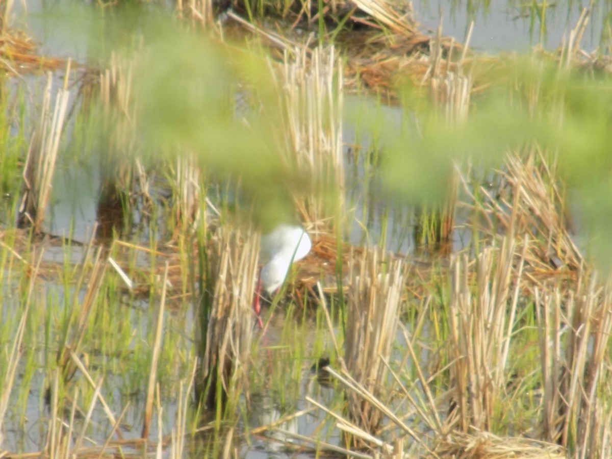 高蹺鴴 - ML646098972