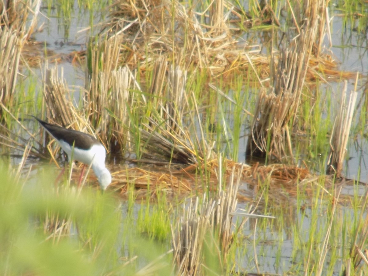 高蹺鴴 - ML646098973