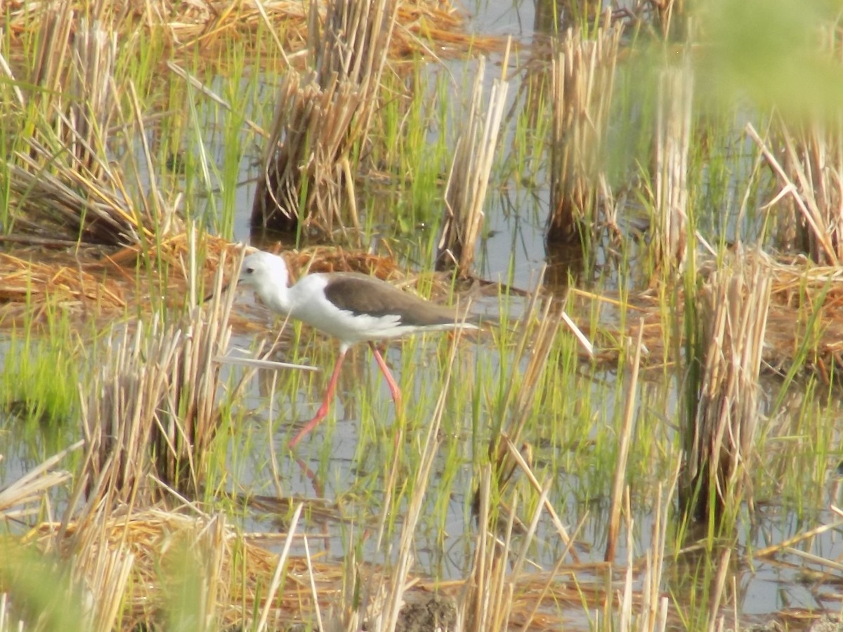 セイタカシギ - ML646098974