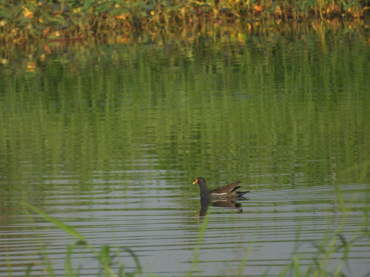 バン - ML646098976