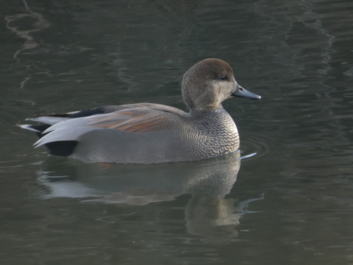 オカヨシガモ - ML646098977