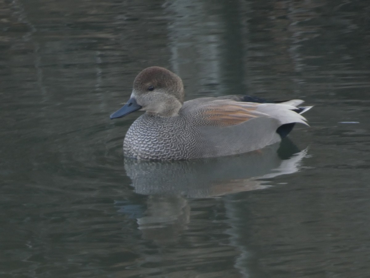 オカヨシガモ - ML646098978