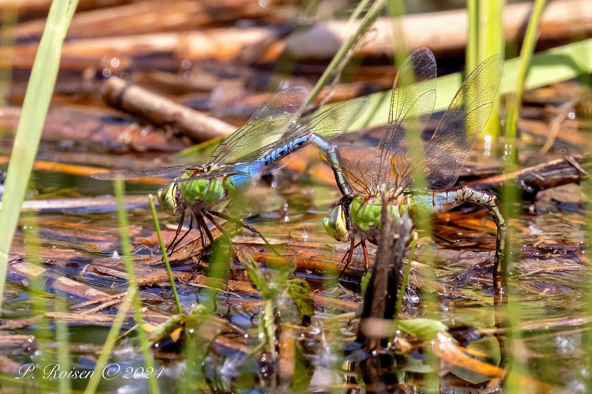 Animals - ML646098980