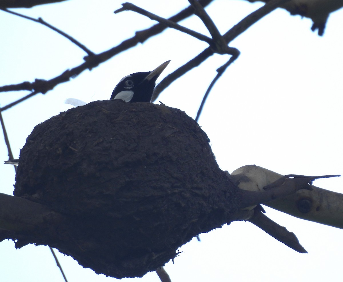 ツチスドリ - ML646098981