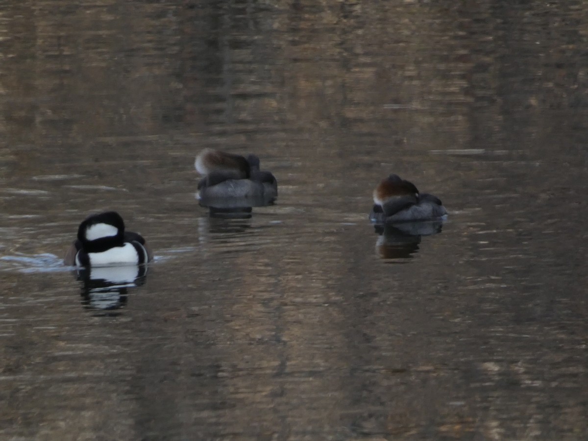 オウギアイサ - ML646098982