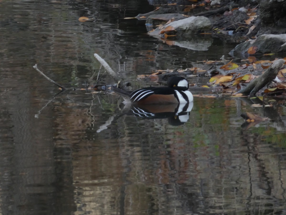 オウギアイサ - ML646098983