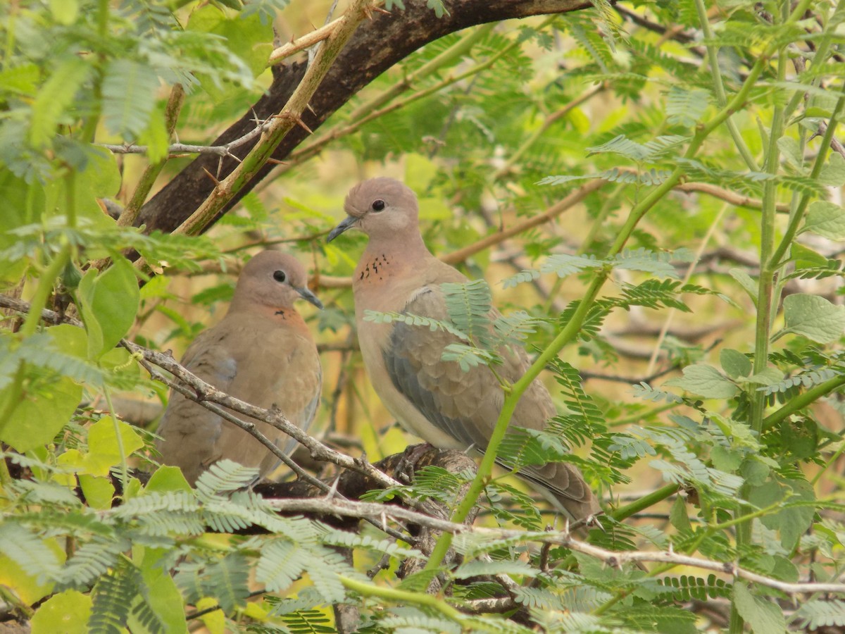 ワライバト - ML646098984