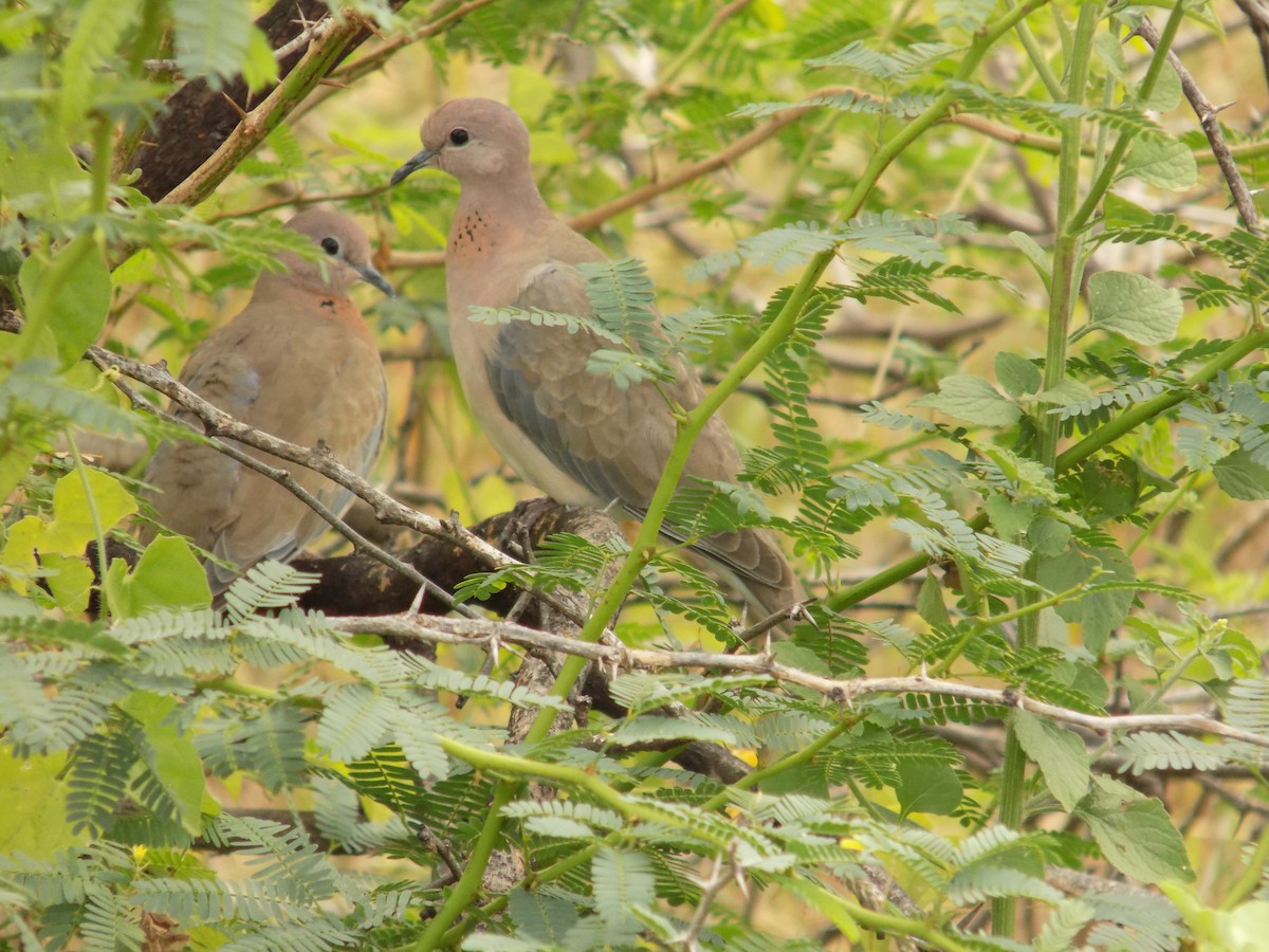 ワライバト - ML646098985