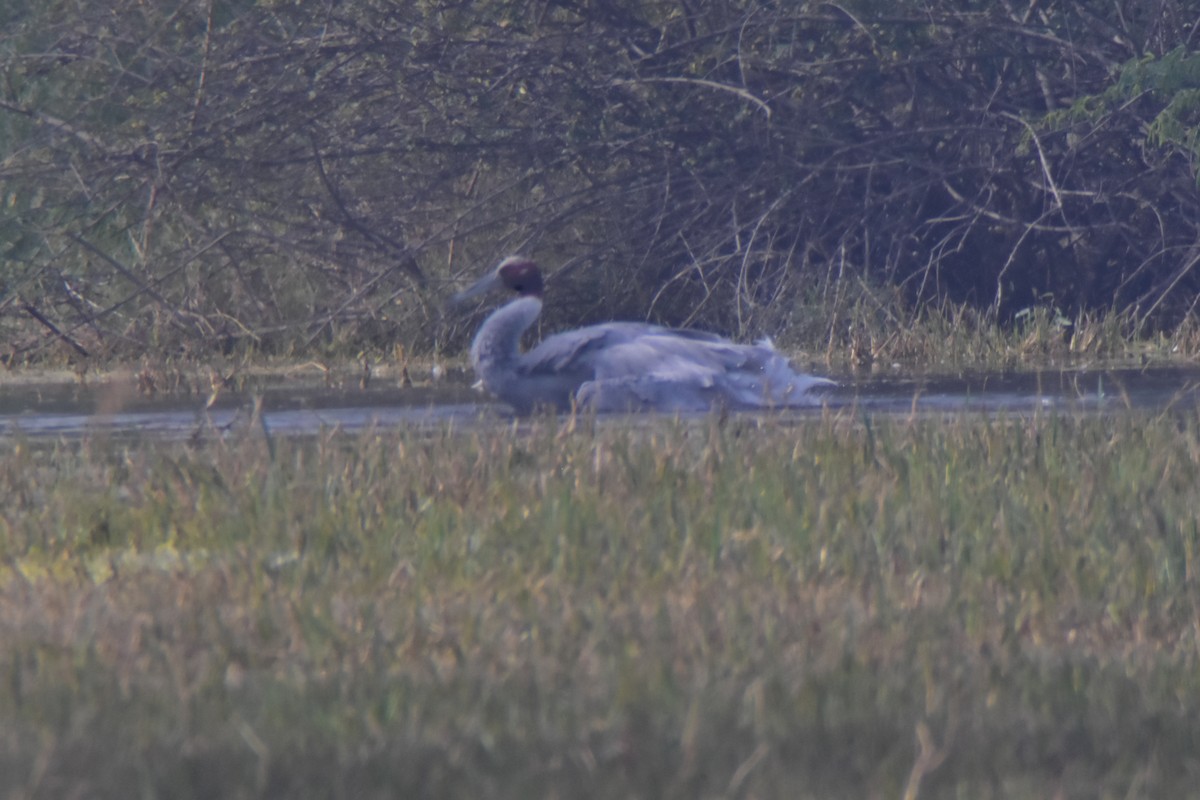 オオヅル - ML646098989