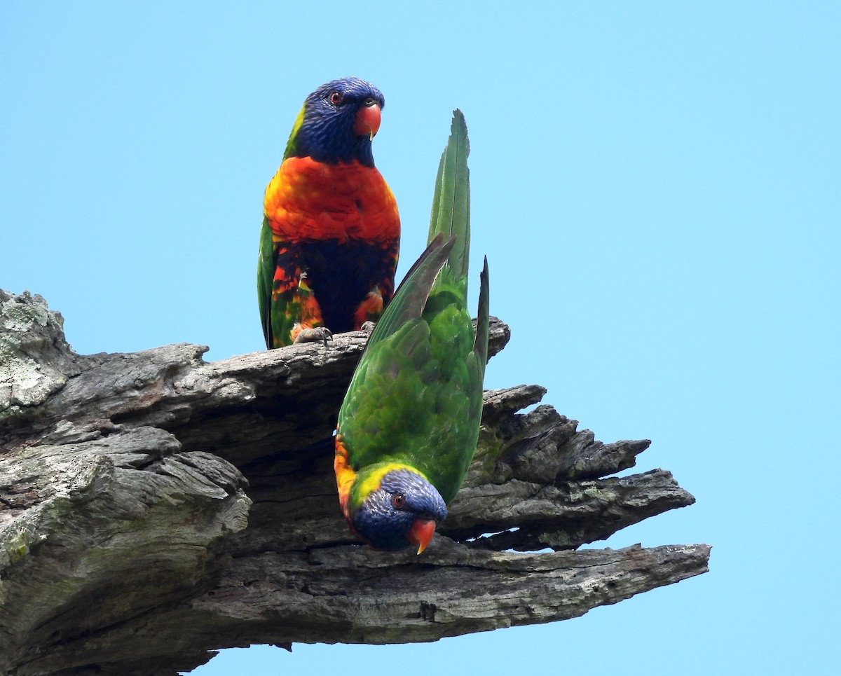 オーストラリアゴシキセイガイインコ - ML646098990