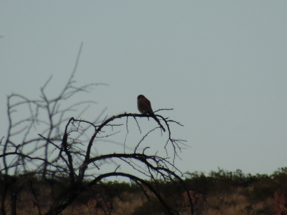 アメリカチョウゲンボウ - ML646098991