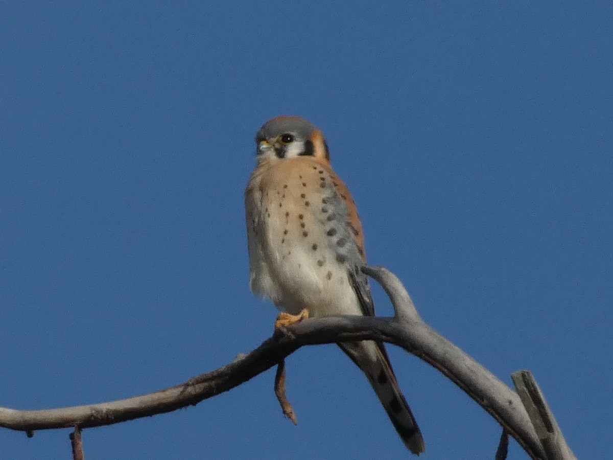 アメリカチョウゲンボウ - ML646098992