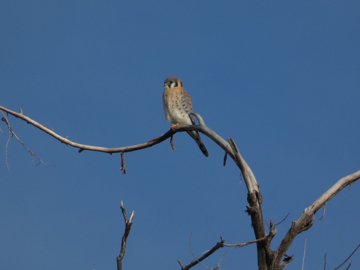 アメリカチョウゲンボウ - ML646098993